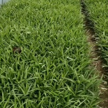 精品空心菜上海空心菜大量供货，品质保障欢迎咨询