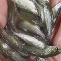 草鱼苗，活体，脆肉皖鱼苗，长江一号草鱼苗……