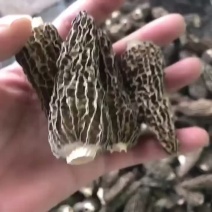 羊肚菌足干厚肉手挑品质靓货一手货源批发零售