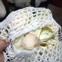脱水厂养殖场，大量油菜花疫情过后量大便宜，老板联系