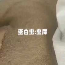 大量有货蛋白虫，大麦虫，虫沙，虫粪便。