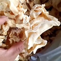 大白木耳，摆地摊赶集卖白木耳，白木耳毛木耳竹耳白木耳产地