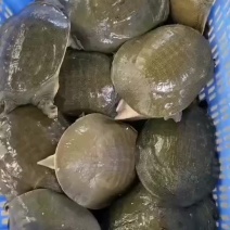 网红麻辣甲鱼批发，卤甲鱼规格，大小规格齐全，量大从优