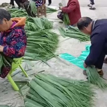 野生芦苇，粽叶，质量保正，量大丛优，欢迎来电