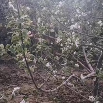 苹果，金银花，葫芦籽，核桃