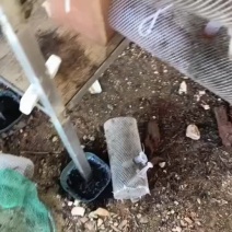 大头虎头蜂红娘蜂群
