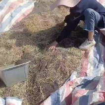 油菜籽产地直销大量供货欢迎各位朋友前来咨询选购