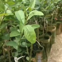 无籽青柠柠檬树苗广东香水柠檬扦插苗广东香水柠檬嫁接苗