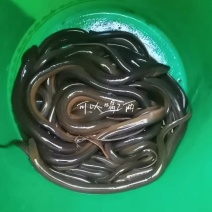 鳝鱼