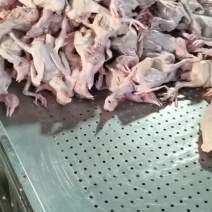 鸽子