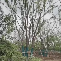 基地苗圃大量供应各种规格丛生朴树和单杆朴树