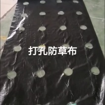 打孔防草布透水透气除草地布支持定做，质量保证，全国代发