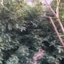桂花树（木地品种金桂）土地到期，低价处理