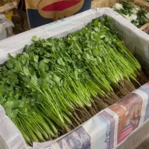 云南精品香菜。大叶香菜。不水洗。泡沫箱装。