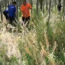 6公分泡桐树