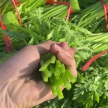 精品茼蒿33公分蒿子杆泡沫箱装产地直销真空打冷
