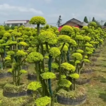 基地供应精品造型亮晶女贞桩多头亮晶雨贞造型桩量大从优批发