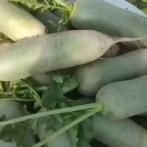 水果萝卜