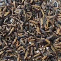 情缘特色食材批发冰冻蝼蛄土狗价格优惠