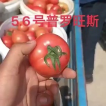 普罗旺斯西红柿