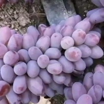 茉莉香葡萄精品茉莉香葡萄产地直供货源充足欢迎咨询