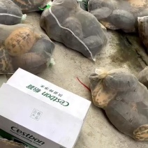 大量南石龟批发18元起
