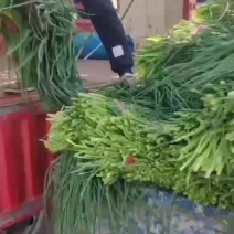 加工厂不带根的小葱