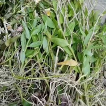 美花石斛