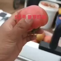 海阳普罗旺斯