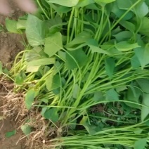 石家庄藁城大量出售红薯苗龙属九西瓜红商薯19量大从优