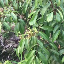 基地供应荔枝苗【正宗】仙进奉苗庭院可种植当年结果