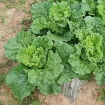 麻叶菜