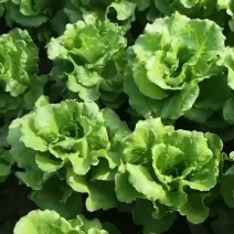 【精品】意大利生菜常年有货，代购代销量大从优