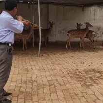给朋友视频挑选梅花鹿麻醉