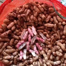 新鲜红米花生、白米花生