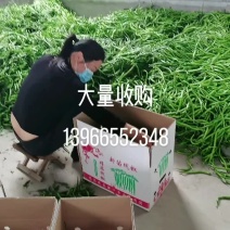 安徽省阜阳市蔬菜大量上市