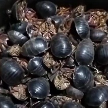 野生土元