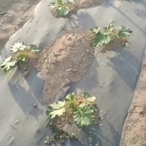 新疆哈密银栗南瓜