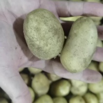 小土豆1两左右特价
