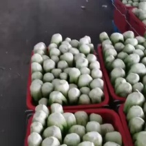 定西芹菜