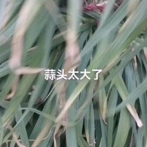 青蒜苗稞