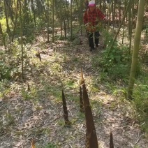 熊猫笋雷竹笋斑竹笋百家竹笋食用笋加工笋