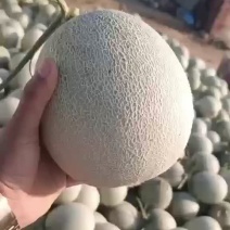 网纹瓜