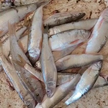 棍子鱼，船丁鱼，新鲜抛腹速冻，全国各地包邮到家
