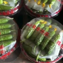 绥中旱黄瓜常年供应中