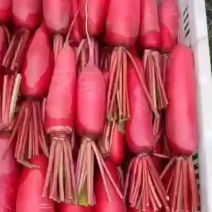 红皮萝卜