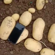 徐州丰县土豆大量上市