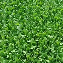 鸡毛菜