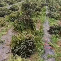 兰州红莴笋，上市了又想法的联系