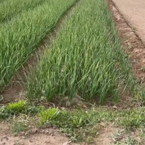 蒜苗欢迎各地老板前来选购质量决定价格，诚信经营